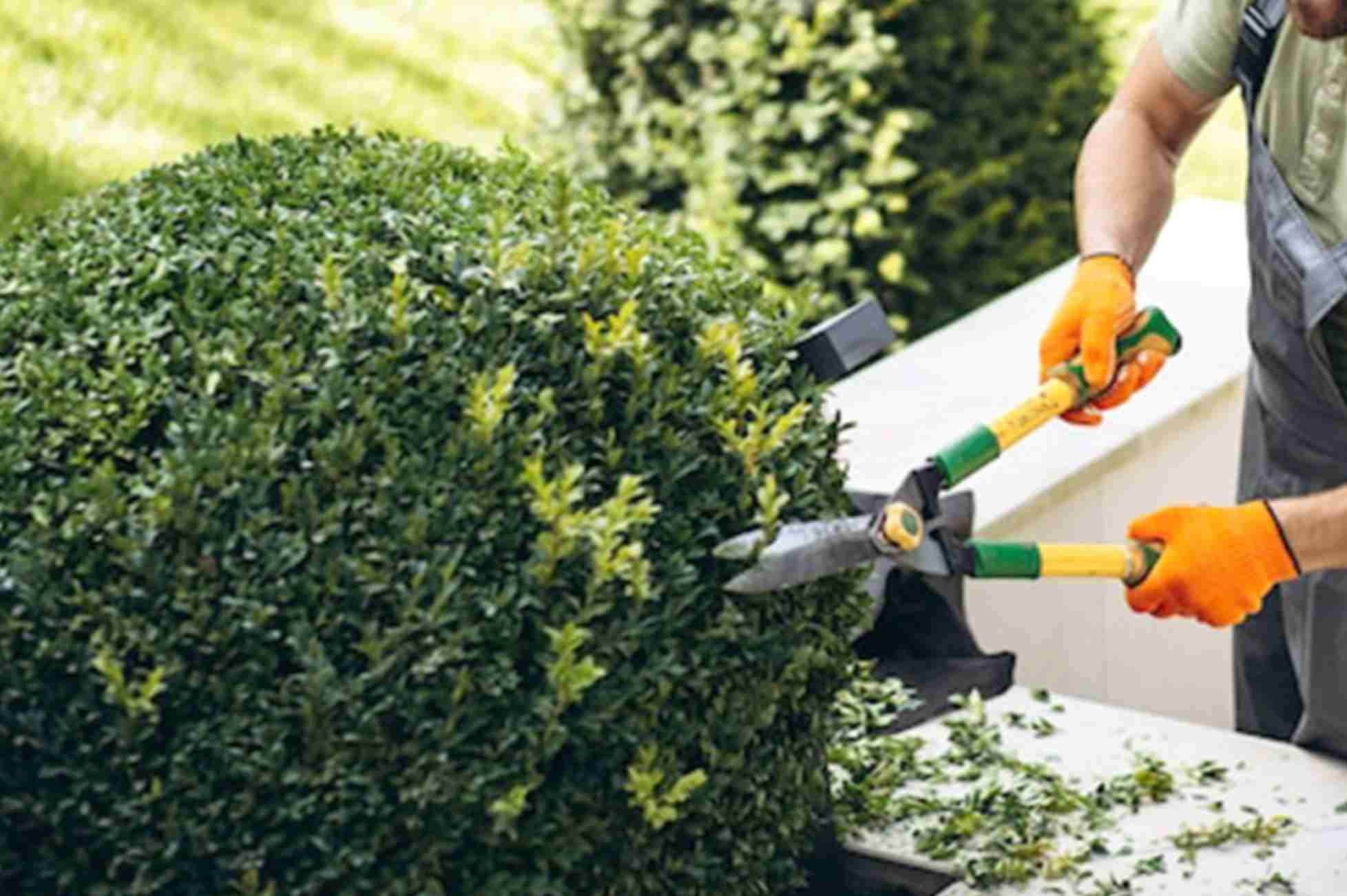 Garden Maintenance Service